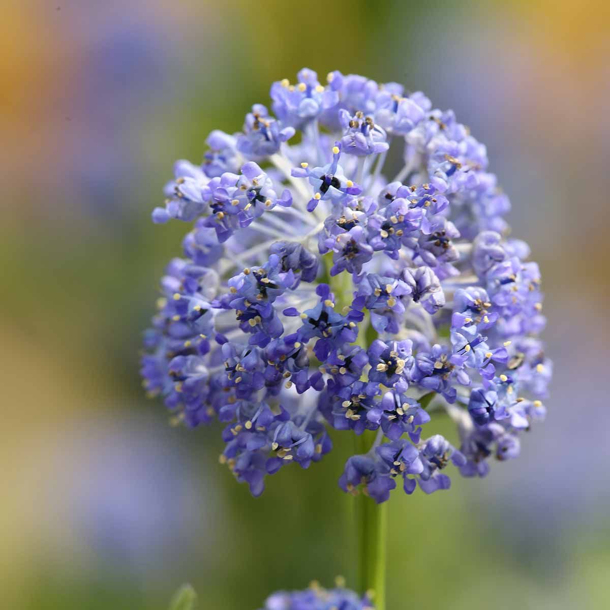 Säckelblume Blue Sapphire Annas Garten