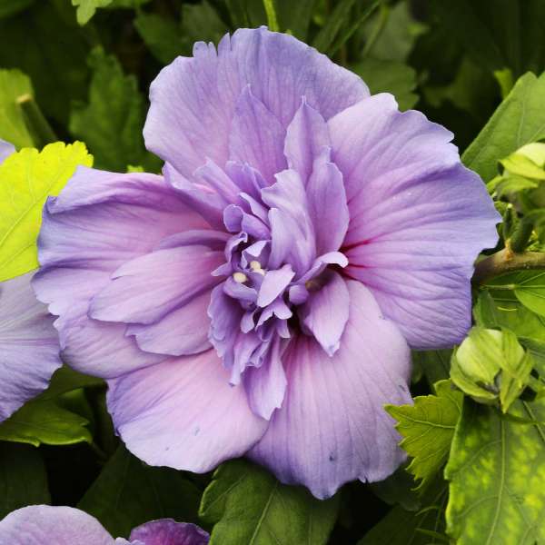 Rosen-Eibisch Hibiscus Syriacus 'Blue Chiffon'® | Annas Garten