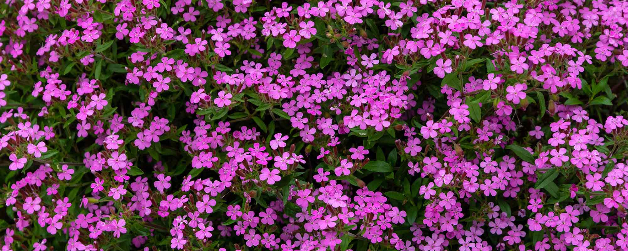 Bodendecker In Gro Er Auswahl Annas Garten