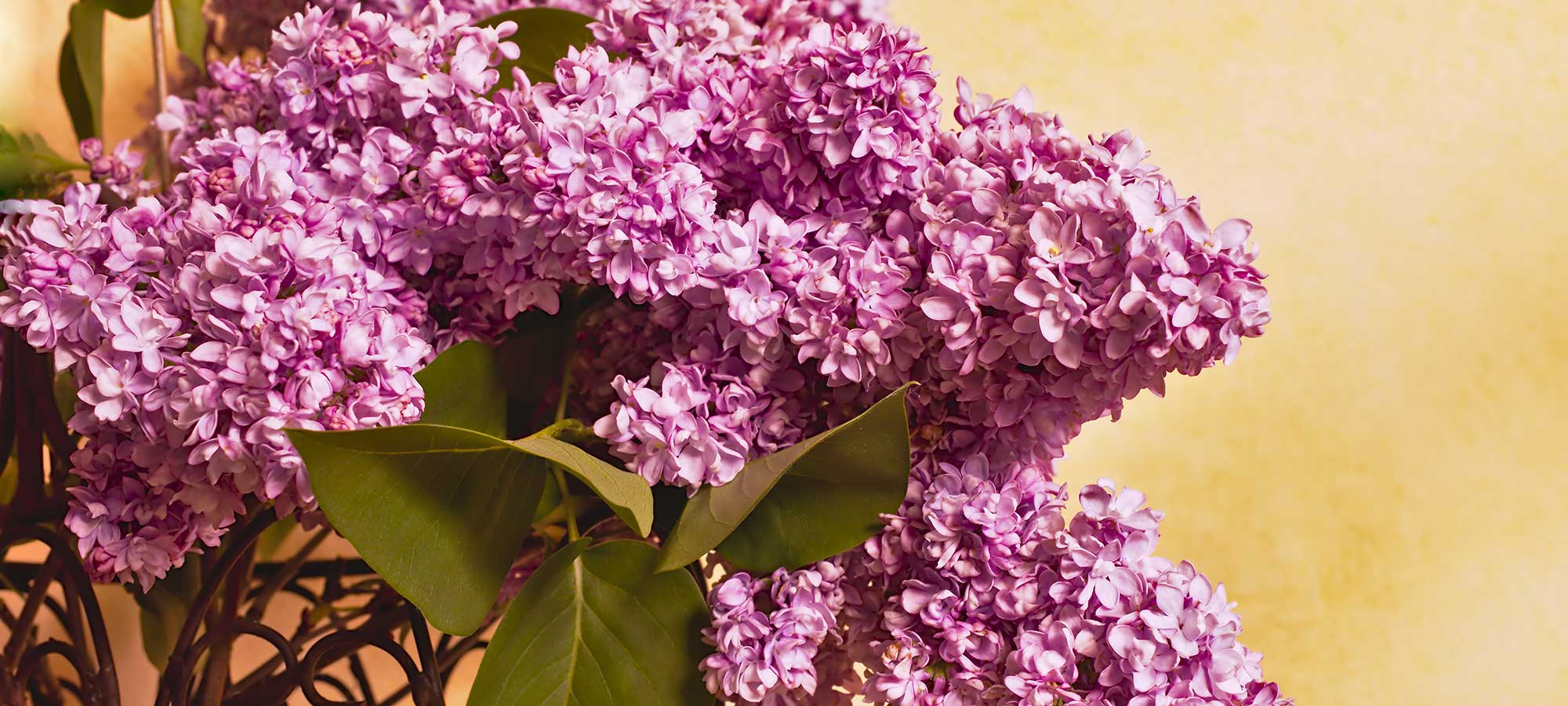 Flieder Syringa für Garten &amp; Balkon Annas Garten