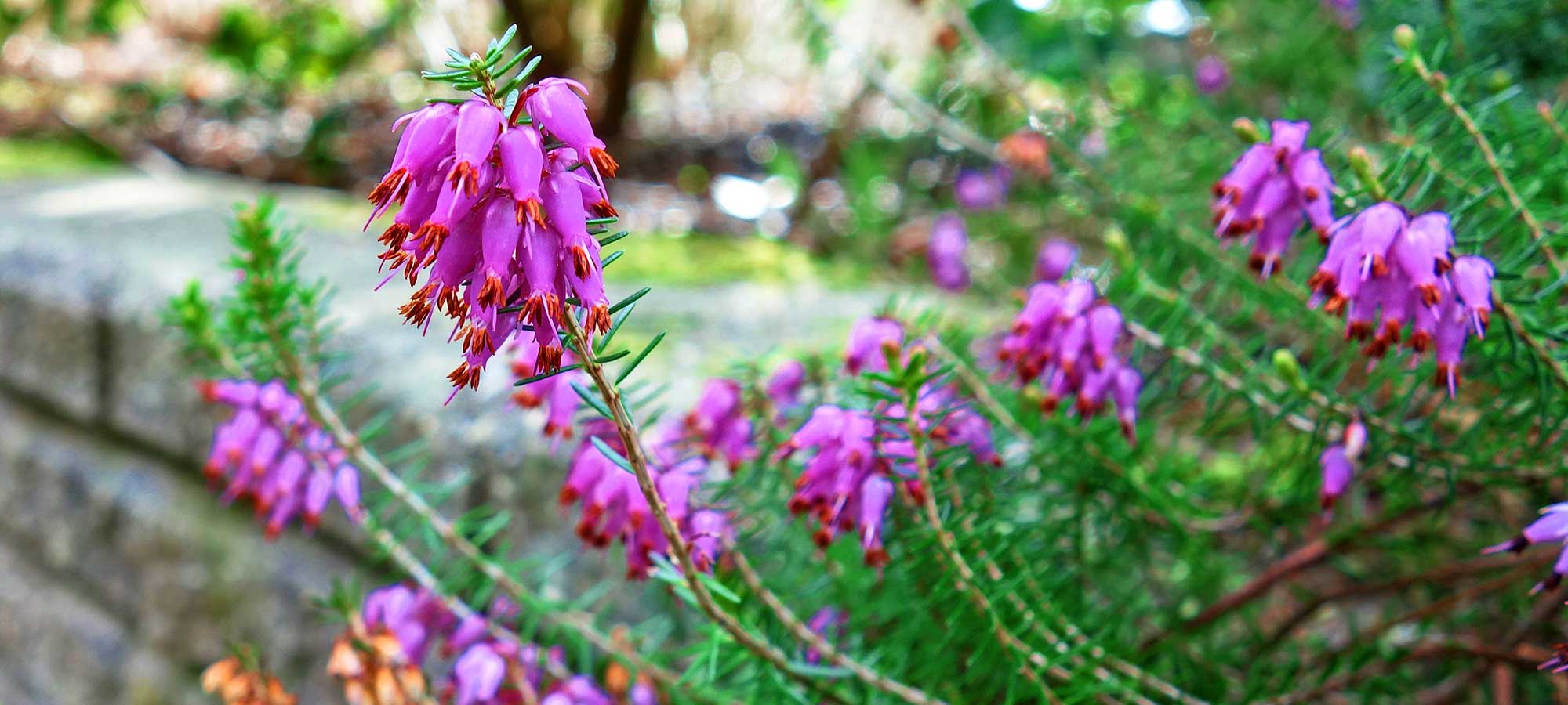 Winterheide / Erica online bestellen Annas Garten