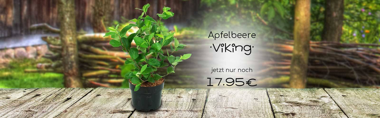 Apfelbeeren Aronia Pflanzen in Topqualität! Annas Garten