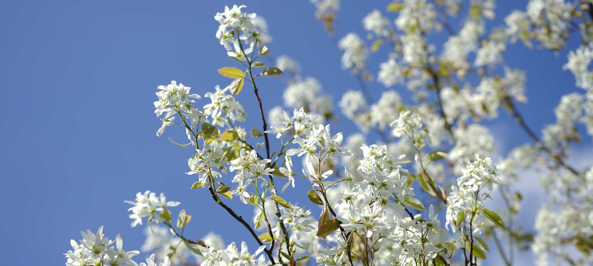 Felsenbirnen kaufen in TopQualität Annas Garten