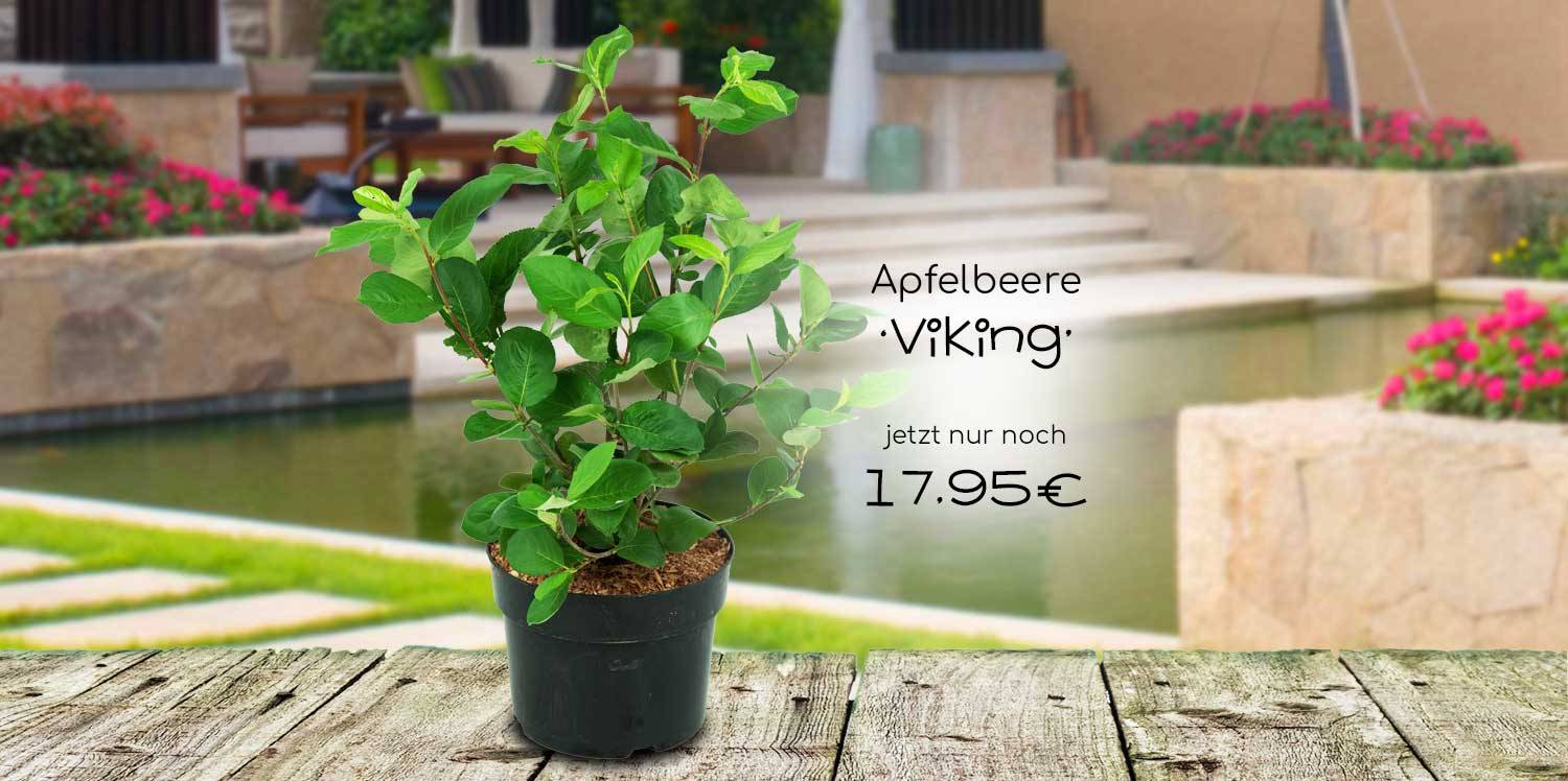 Apfelbeeren Aronia Pflanzen in Topqualität! Annas Garten