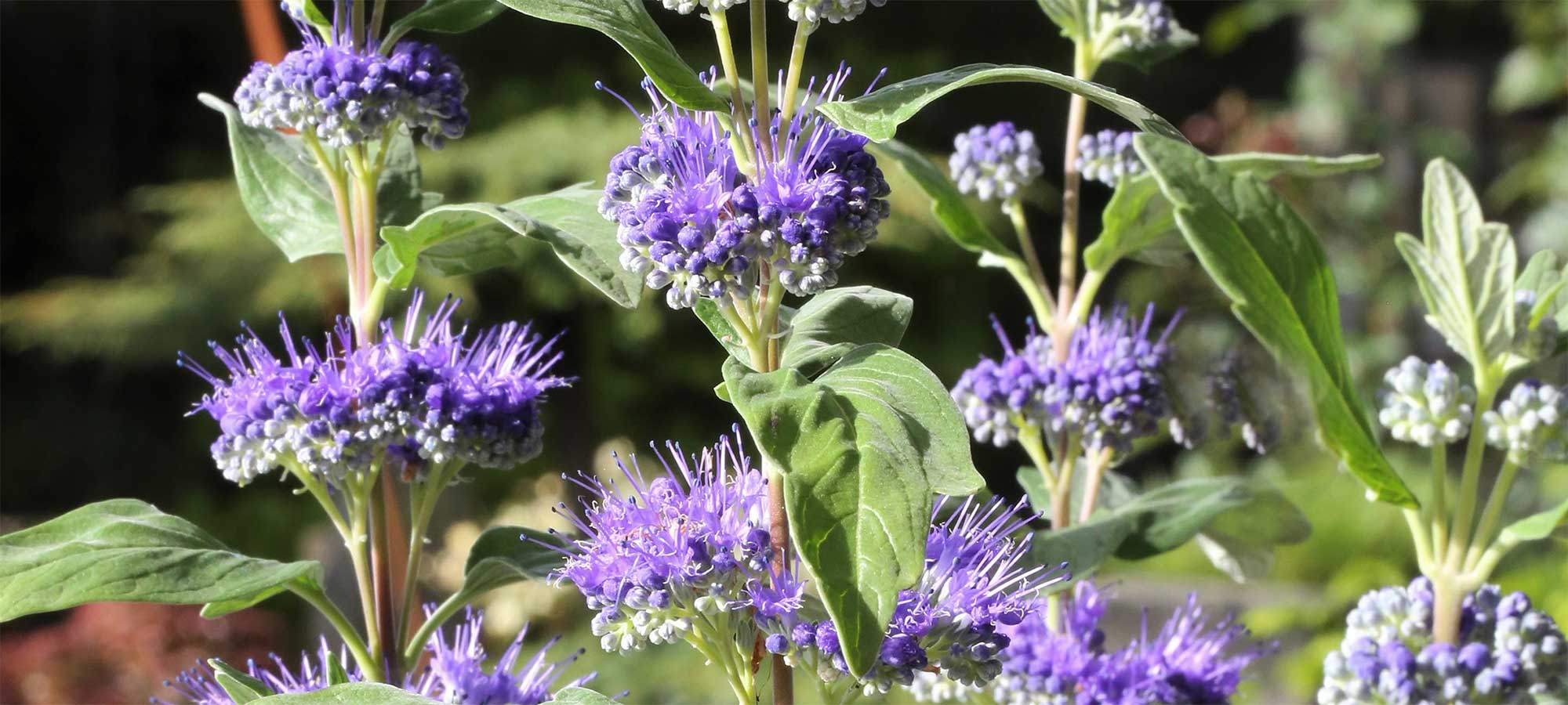 Bartblumen (Caryopteris) Annas Garten