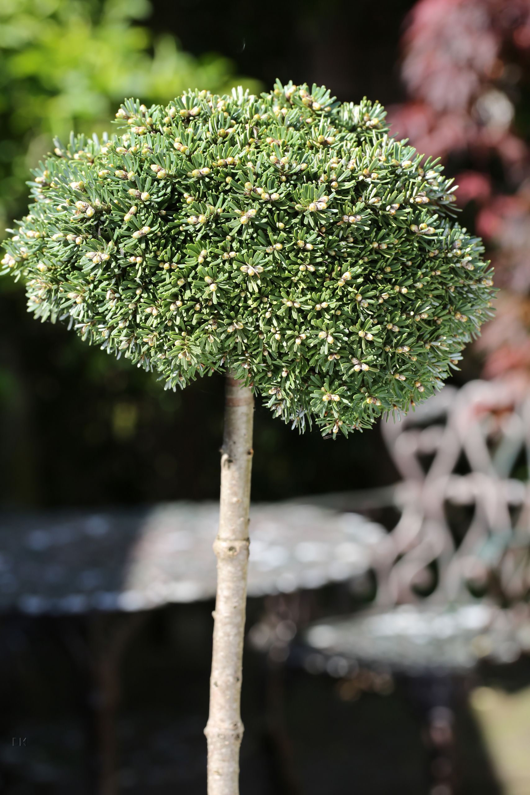 Zwerg Kugel Koreatanne Abies Koreana Silberkugel 10 15 Cm