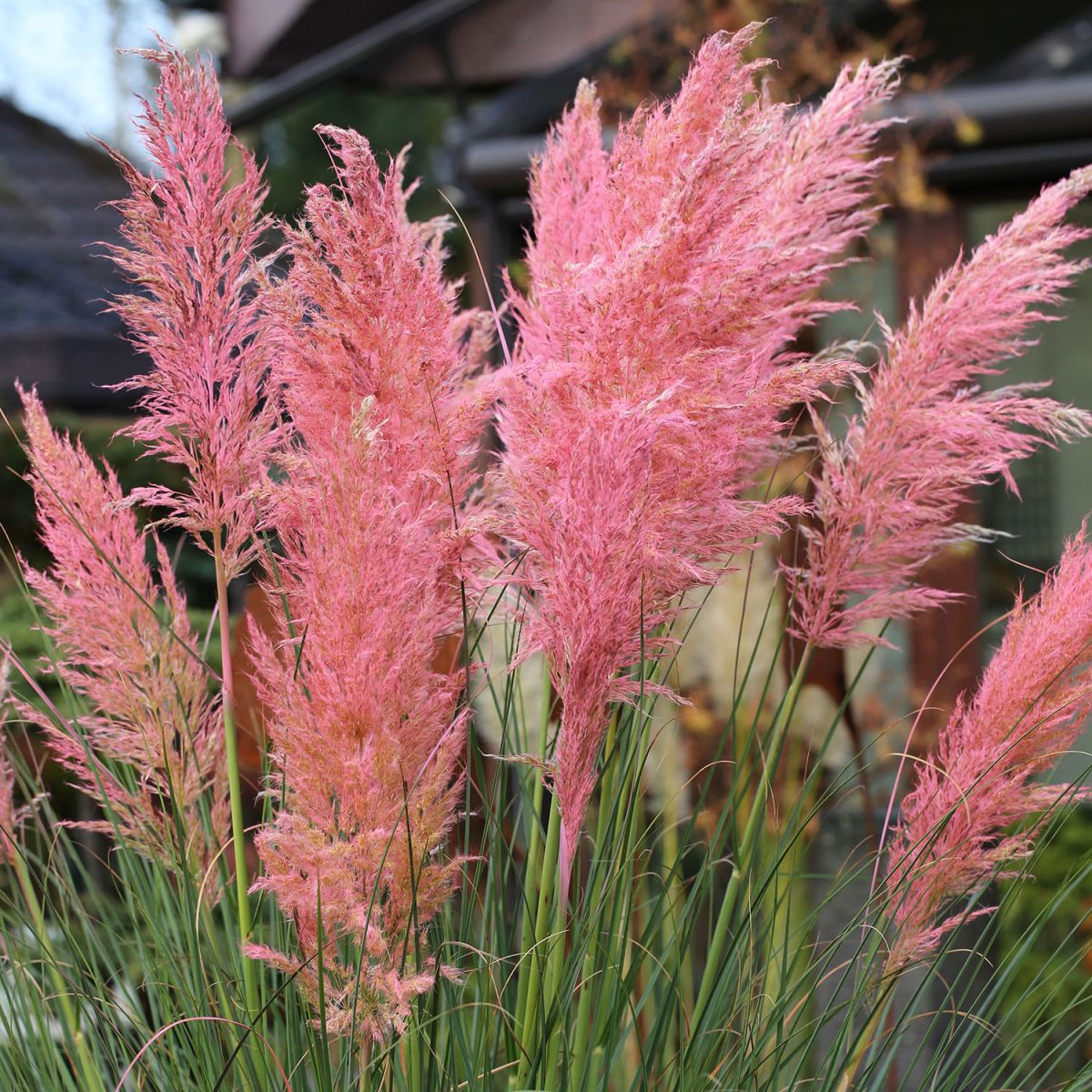 Pampasgras Cortaderia selloana Pink Feather | Annas Garten