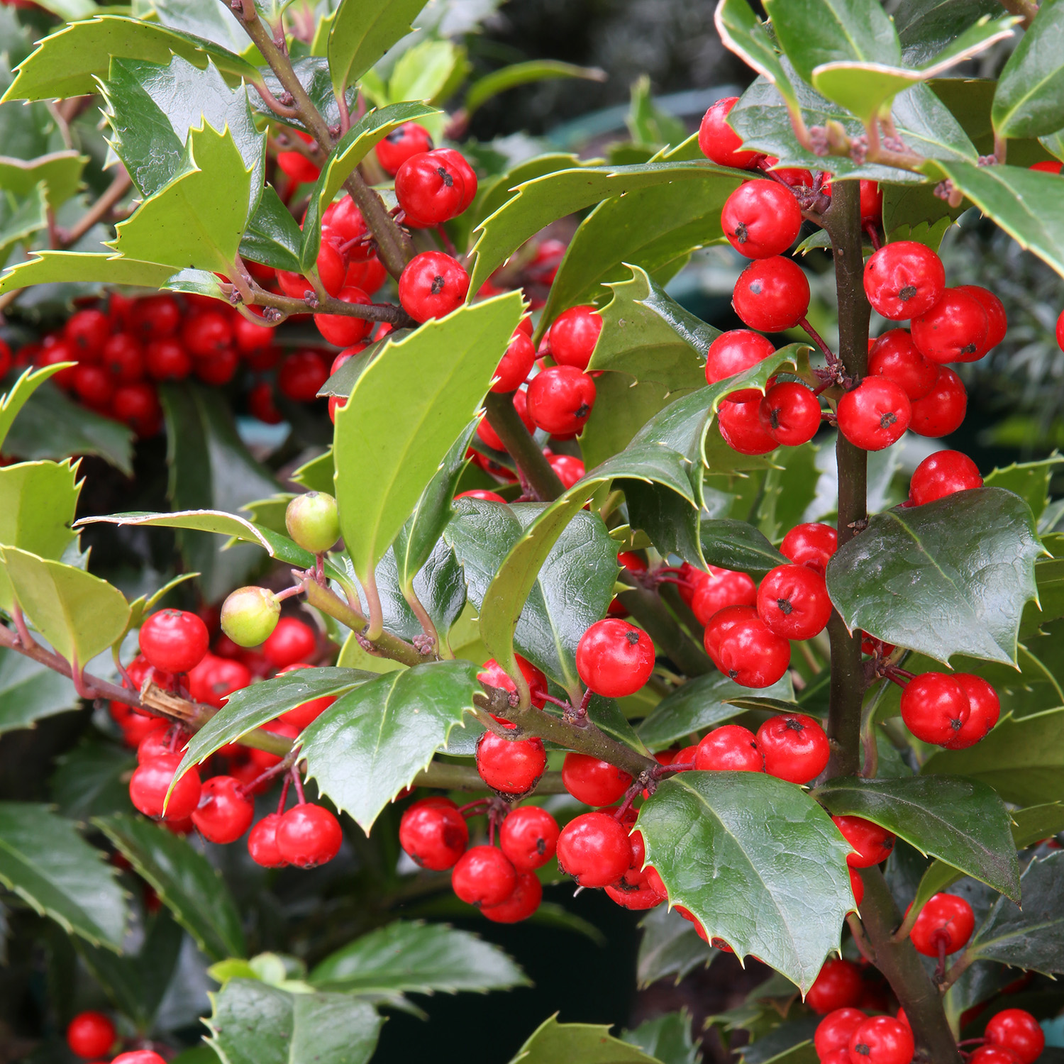 Stechpalme Ilex Meserveae 'Heckenfee'® | Annas Garten