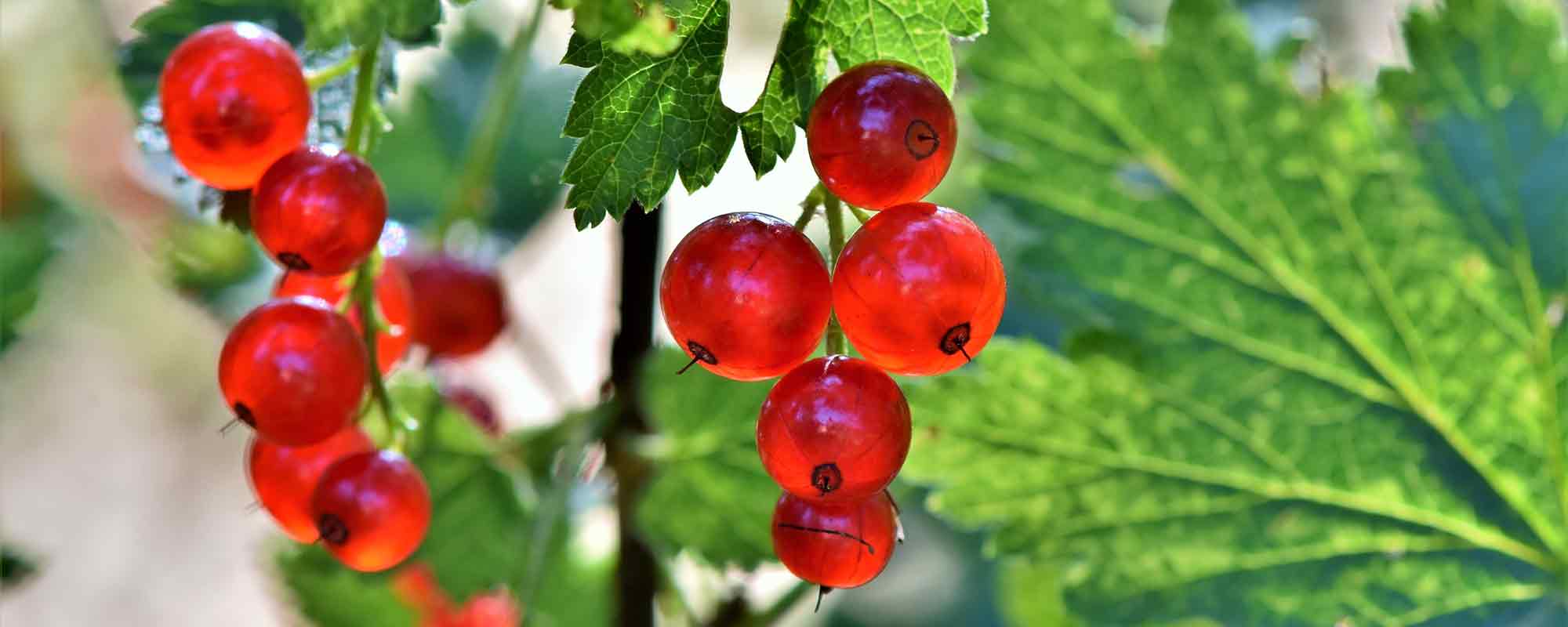 Johannisbeeren Online Kaufen Bei Grtner Ptschke